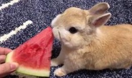 娱乐吃瓜兔子,揭秘娱乐圈那些不为人知的幕后故事