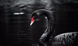 黑天鹅技能演示爆料视频