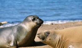 海狗最新爆料新闻,揭秘娱乐圈最新劲爆事件