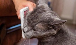 猫咪新皮肤爆料视频,猫咪新皮肤惊艳亮相！揭秘爆料视频中的亮点与细节