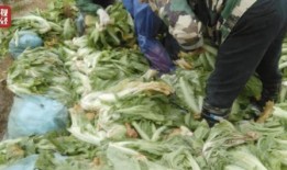 老坛酸菜新闻爆料,真相揭秘，食品安全再引关注