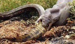 今日一线爆料蛇视频,蛇视频背后的惊人真相