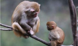 十二 猴子 在线观看