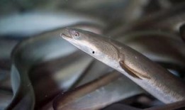 鳗鱼在线观看免费,免费畅享深海奇遇之旅