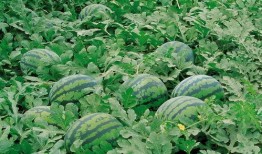 青菜爆料视频大全图片