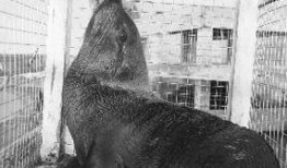 海狗最新爆料新闻,揭秘娱乐圈最新劲爆事件