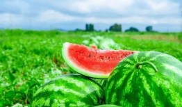 娱乐吃瓜设计理念是什么,揭秘娱乐圈幕后故事，带你领略趣味横生的娱乐圈生态