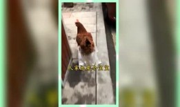 娱乐吃瓜群众素材,揭秘明星幕后故事