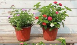 枫丹人物最新爆料视频大全