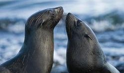 海狗最新爆料新闻,揭秘娱乐圈最新劲爆事件