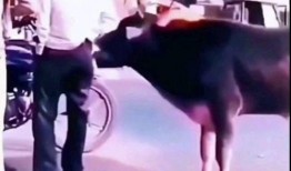 逗乐爆料视频大全,视频大全笑料横生，欢乐无限