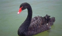 黑天鹅技能演示爆料视频