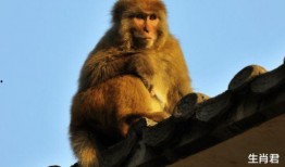 十二 猴子 在线观看